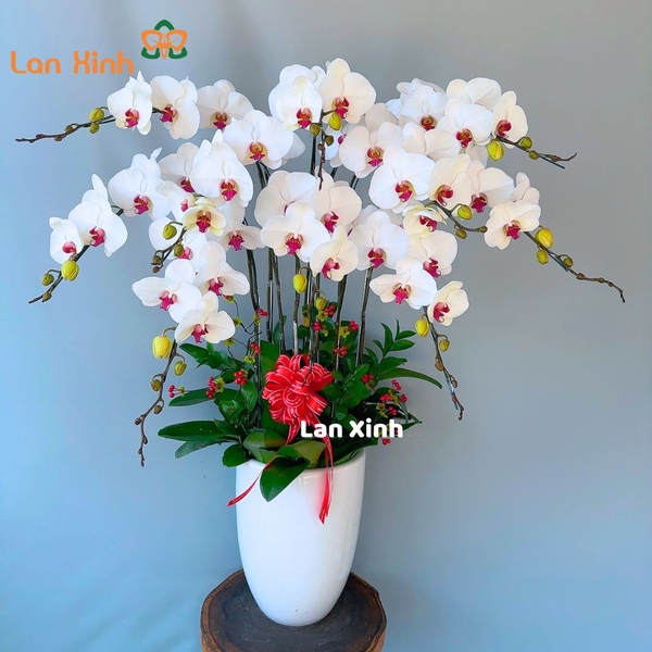 lan hồ điệp trắng lưỡi đỏ 10 cành