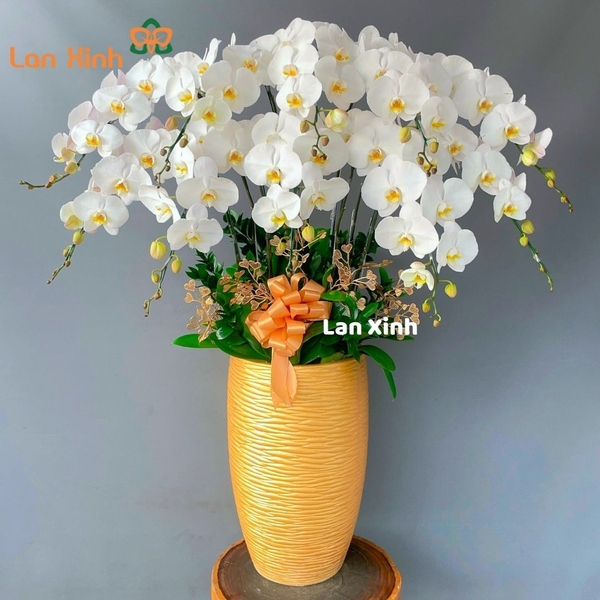 Lan hồ điệp trắng lưỡi vàng 10 cành -HD235