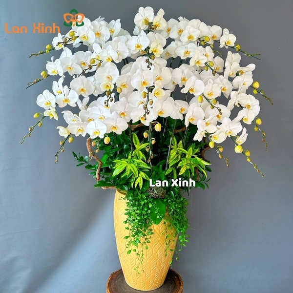 Lan hồ điệp trắng lưỡi vàng 20 cành - HD257