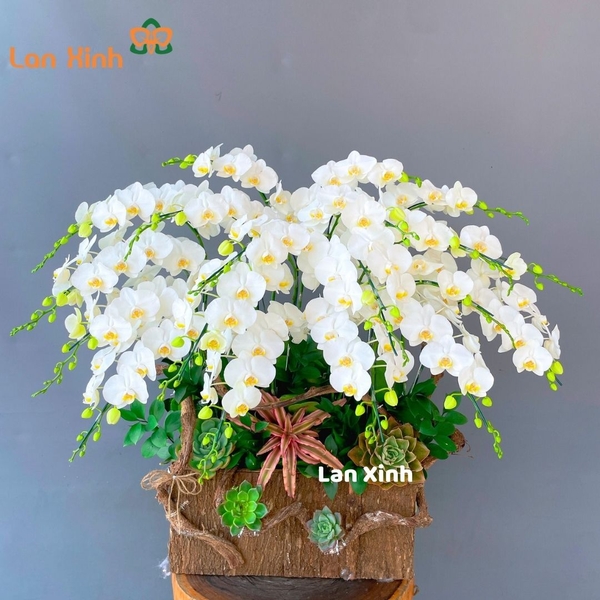 lan hồ điệp mini trắng chậu gỗ
