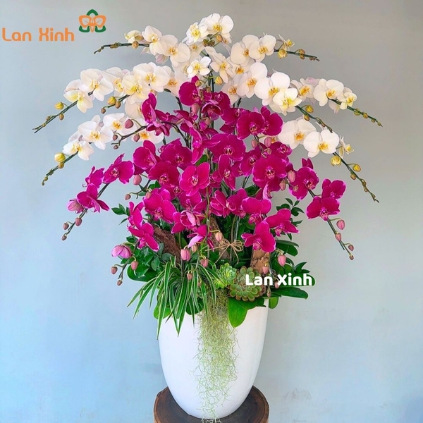 Lan hồ điệp trắng tím 20 cành