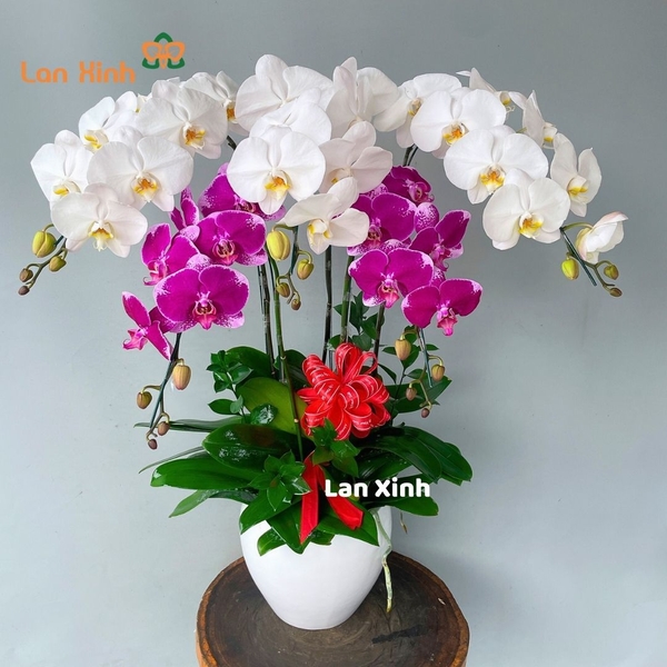 Lan hồ điệp trắng tím 5 cành - HD421