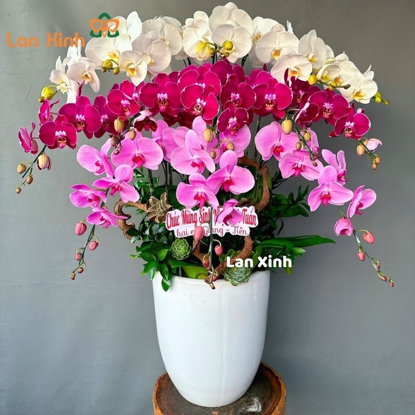 Lan hồ điệp trắng tím hồng 13 cành - HD211
