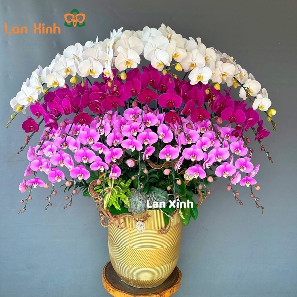 Lan hồ điệp trắng tím hồng 26 cành - HD259