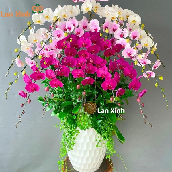 Lan hồ điệp trắng  tím hồng phấn - HD472