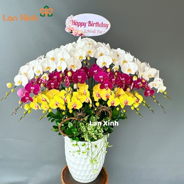 Lan hồ điệp trắng tím vàng 20 cành - HD266