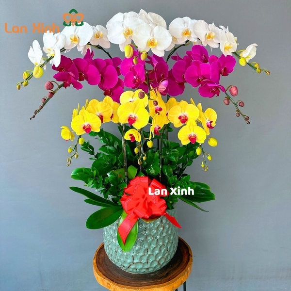 Lan hồ điệp trắng tím vàng 9 cành - HD179