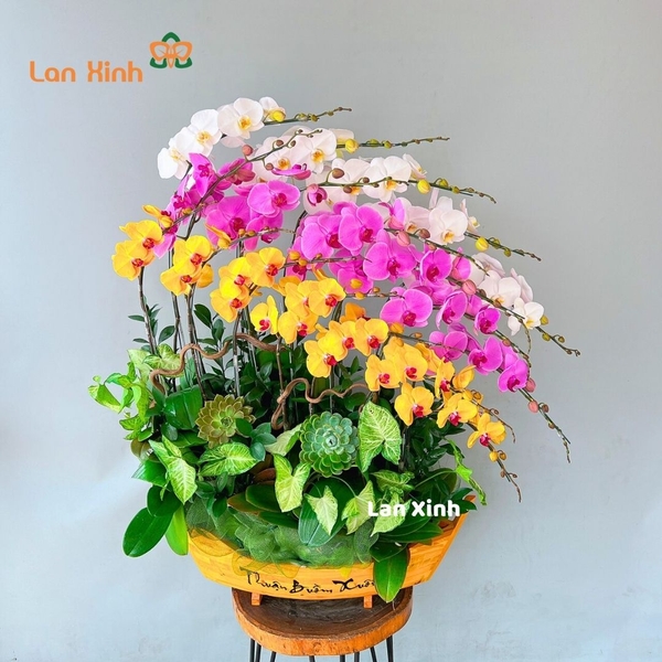 Lan hồ điệp trắng vàng hồng thuyền gỗ - HD405