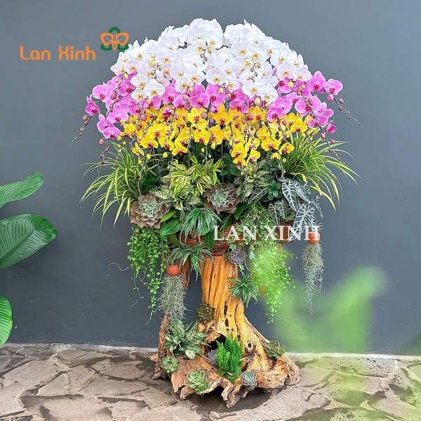 Lan hồ điệp trắng vàng hồng trên lũa