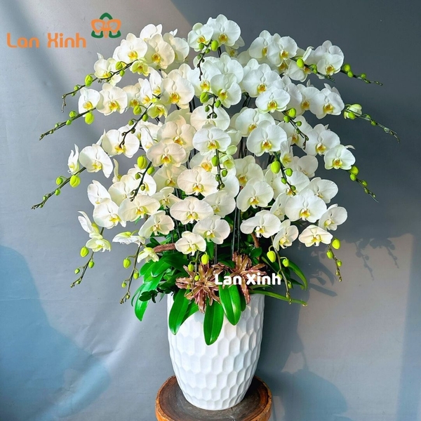 lan hồ điệp trắng