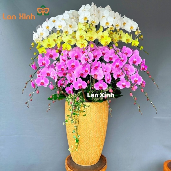 lan hồ điệp trắng xanh hồng 21 cành - HD2
