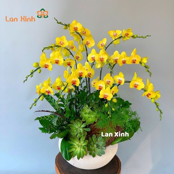 Lan hồ điệp vàng 10 cành để bàn - HD484