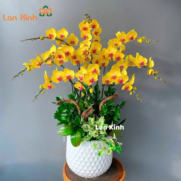 lan hồ điệp màu vàng 10 cành