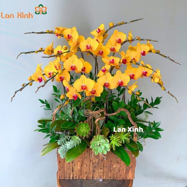 lan hồ điệp vàng 12 cành chậu gỗ - HD409