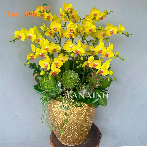 lan hồ điệp vàng 13 cành
