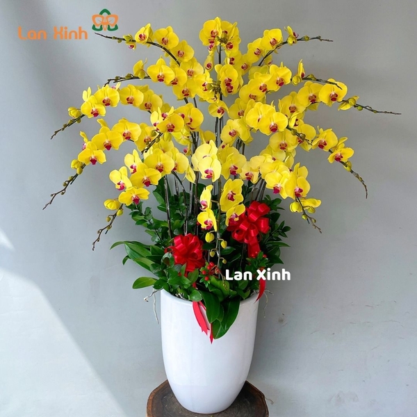 Lan hồ điệp vàng 15 cành - HD322