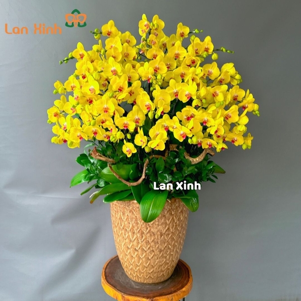 lan hồ điệp vàng 15 cây 2 vòi