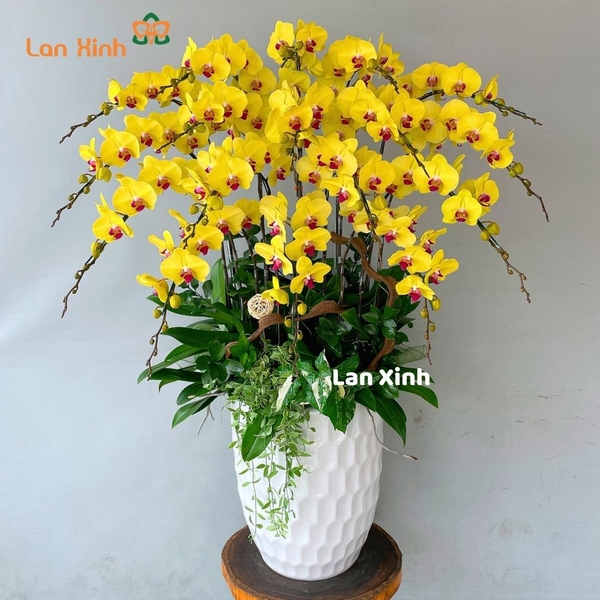 Lan hồ điệp vàng 17 cành - HD332