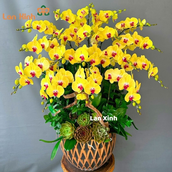 lan hồ điệp màu vàng 18 cành