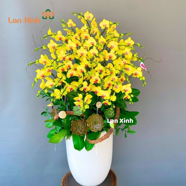 lan hồ điệp vàng tươi rực rỡ