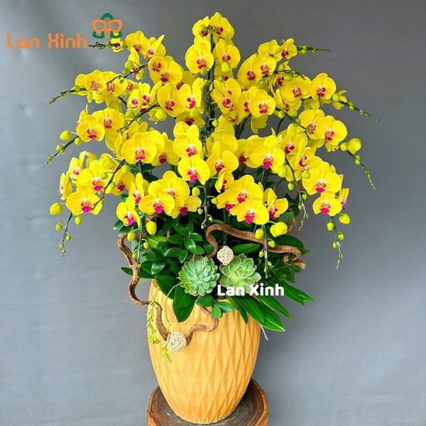 lan hồ điệp vàng 20 cành HD21