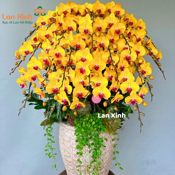 Lan hồ điệp vàng 20 cành tròn đầy