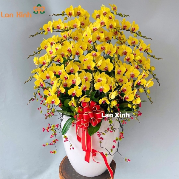 lan hồ điệp Đà Lạt