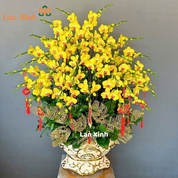 Lan hồ điệp vàng 35 cành - HD157