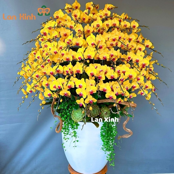 lan hồ điệp 9 - 11 triệu