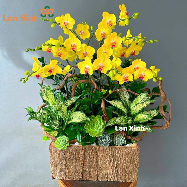 Lan hồ điệp vàng 9 cành chậu gỗ - HD185