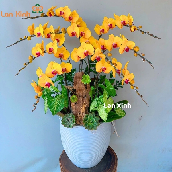 Lan hồ điệp vàng 9 cành mix gỗ lũa