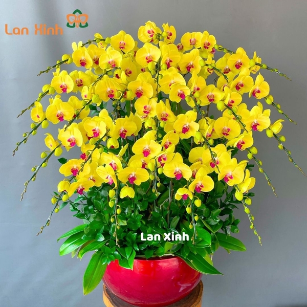 Lan hồ điệp vàng ánh kim 25 cành - HD267
