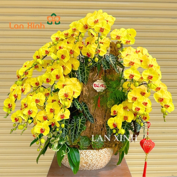 Lan hồ điệp vàng bơ ghép nghệ thuật