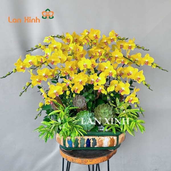 Lan hồ điệp tặng ngày 8/3