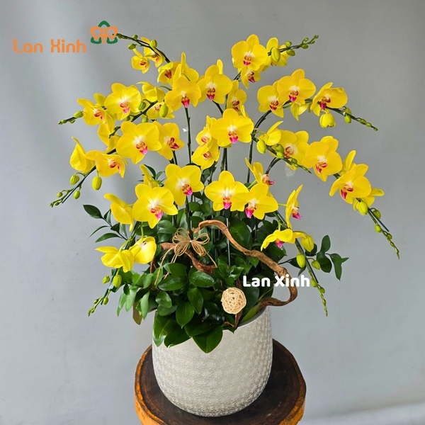Lan hồ điệp vàng chanh 10 cành