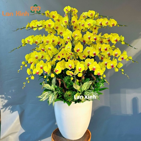lan hồ điệp màu vàng chanh 25 cành