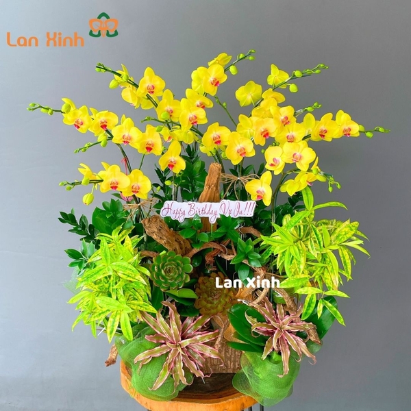Lan hồ điệp vàng chậu gỗ 10 cành - HD276