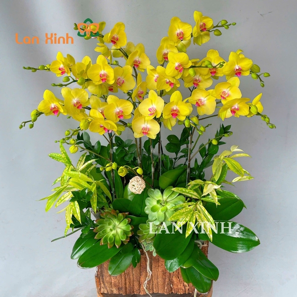 Lan hồ điệp tặng ngày 8/3