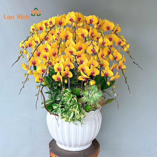 lan hồ điệp vàng 20 cành