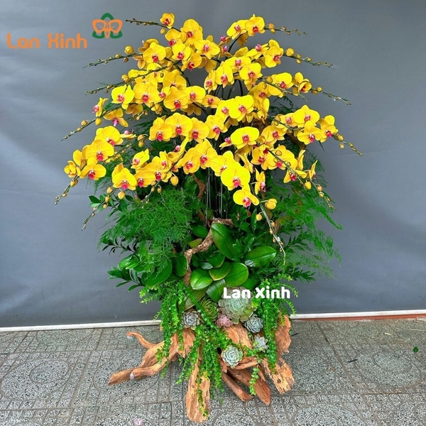 lan hồ điệp vàng gỗ lũa 19 cành - HD270