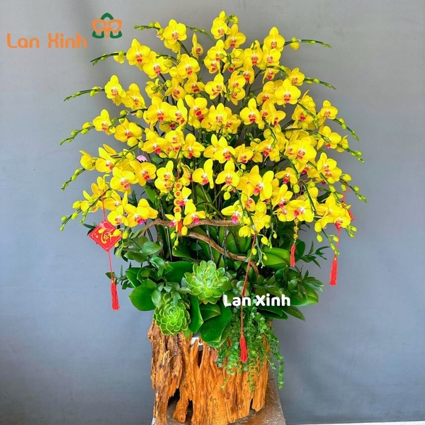 Lan hồ điệp vàng gỗ lũa 40 cành - HD225