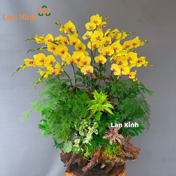 Lan hồ điệp màu vàng gỗ lũa - HD293