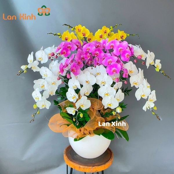 Lan hồ điệp vàng hồng trắng 15 cành - HD172