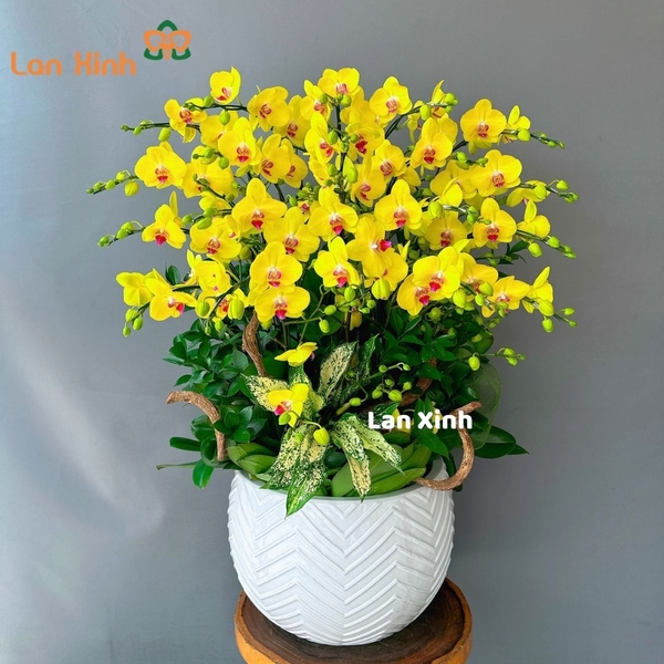 lan hồ điệp vàng kim giáp 20 cành - HD282