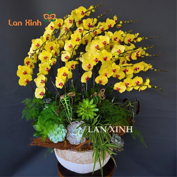 Chậu lan hồ điệp màu vàng tặng khai trương