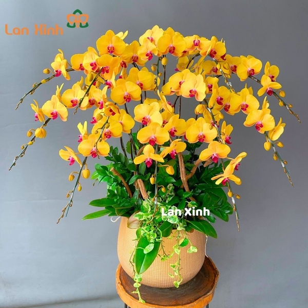 Lan hồ điệp vàng lưỡi đỏ 12 cành - HD164