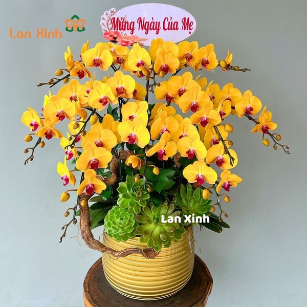 Lan hồ điệp vàng lưỡi đỏ sen đá 10 cành -  HD475