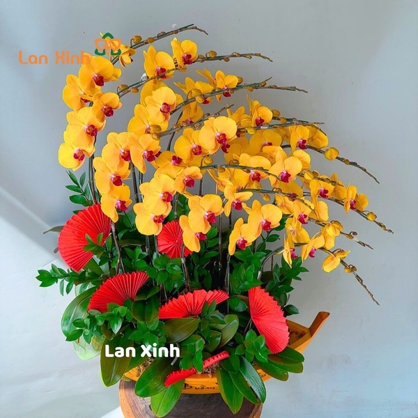 Lan hồ điệp vàng lưỡi đỏ thuyền gỗ 15 cành