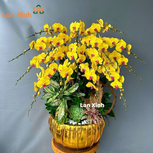 Lan hồ điệp vàng rực rỡ 16 cành - HD284