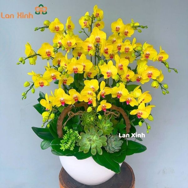 Lan hồ điệp tặng ngày 8/3